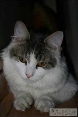 My cat