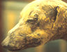 Mummy of a dog