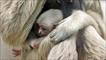 a baby monkey