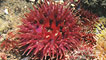 Dahlia anenomes by Blaise Bullimore