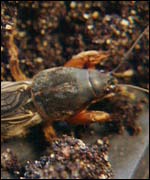 Mole cricket