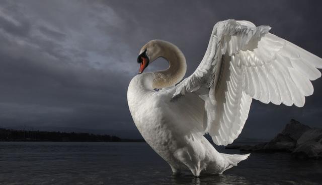 Mute swan (Image: Laurent Geslin / NPL)