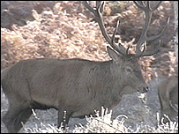 A male red deer 