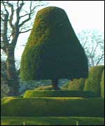 Sculpted yew tree