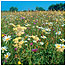 Farmland (Image: Cricklade c/o Natural England)
