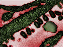 'Flu virus