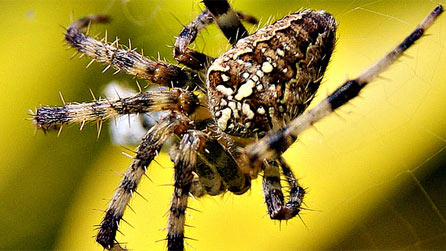 A beautiful garden spider by Keith Evans.