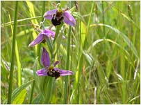 Orchids c/o West Kent Downs Countryside Trust.