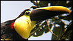 Tucán del Chocó (Foto: Hugolino Oñate)
