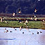 Geese in flight