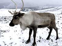 Uplands (Image: Reindeer)