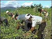 Cultivo de coca no Peru