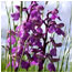 Grassland activiites (Image: Orchid c/o West Kent Countryside Trust) 