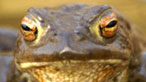 Common toad