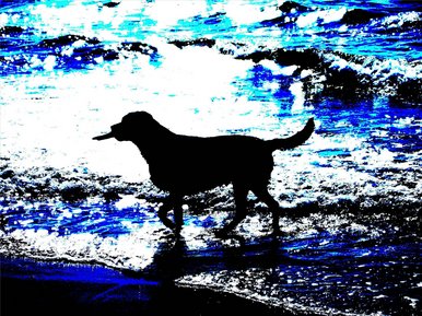 Dog in sea