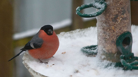 bullfinch.jpg