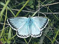 Grasslands (Image: Butterfly)