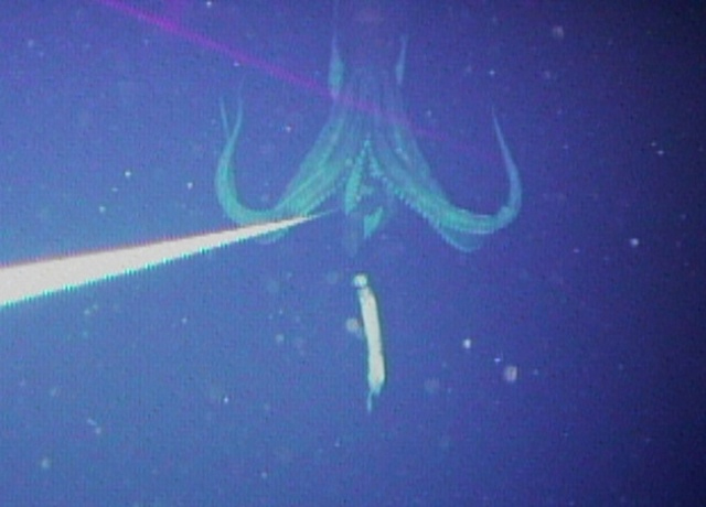 Adult Architeuthis dux in the wild (image: Dr Tsunemi Kubodera)