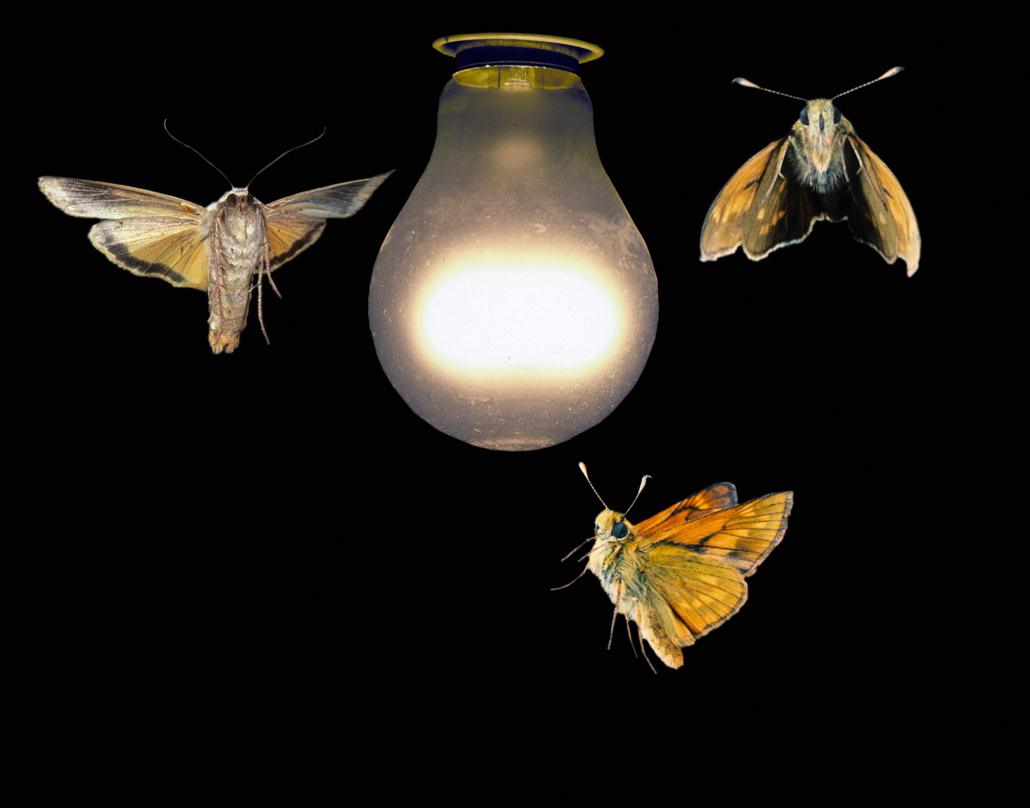 Moths around an electric light blub (image: Dr John Brackenbury / Science Photo Library)