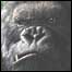 Cena de 'King Kong'