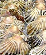 Scallops
