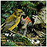 Woodland birds c/o Thetford Forest