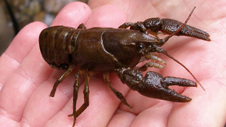 White-clawed crayfish