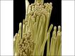 Escova de dentes (Steve Gschmeissner/ Barcroft Images)