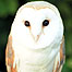 Wetlands Index (Image: Barn Owl)