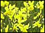 Farndale's fantastic flowers