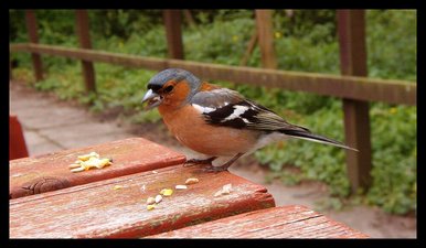 Chaffinch