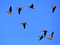 Geese in flight (Image c/o Holkham Estate)