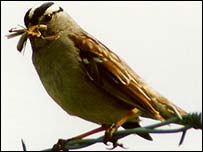A white-crowned sparrow.