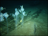 Images © Martin Riddle, Australian Antarctic 