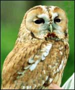 Owl