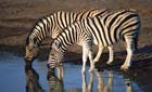 Two zebras at a drinking hole