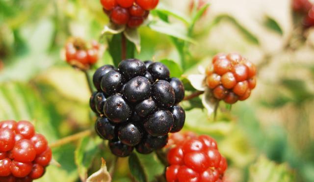 Blackberrys or brambles (image: Henryk T Kaiser)