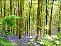 West Woods, Kennet - Helen Lovelock