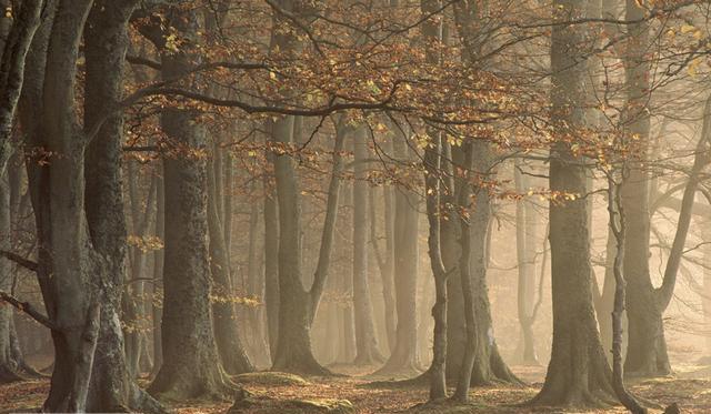 Broadleaf forests are a key British habitat (image: Niall Benvie / NPL)