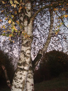 The tree