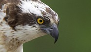 Osprey from the Nature Picture Library