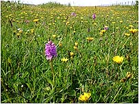 Machair on Coll c/o Tony Oliver