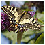 Butterfly c/o Broads Authority