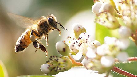 bee_stevetynant.jpg