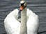 Activities (Image: Swan)