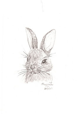 Pretty wild rabbit