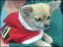 A dog