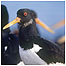 Islands c/o Oystercatcher c/o RSPB Images/Andy Hay)