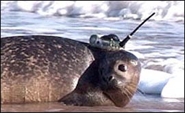 Picture: seal with a satellite system