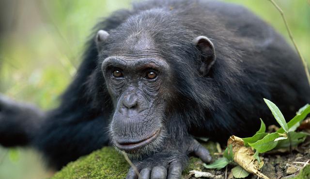 Common chimpanzee (Arup Shah / NPL)